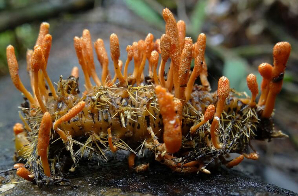 Benefits of Cordyceps Functional Mushrooms.