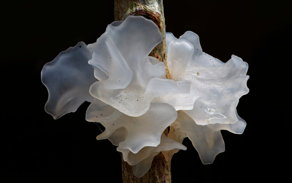 Benefits of Tremella Functional Mushrooms